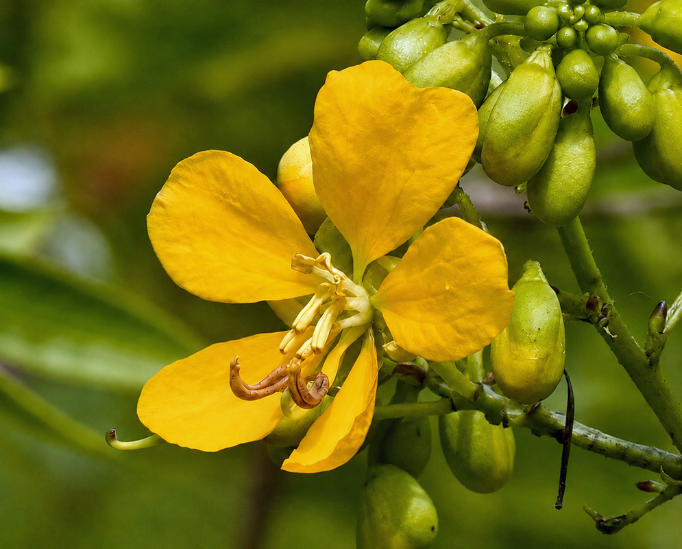 Senna chapmanii bright yellow flower beside a dense cluster of plump green buds