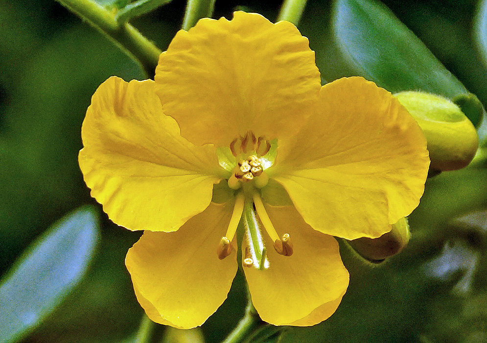 A yellow Senna multiglandulosa flower with a green style and brown anthers