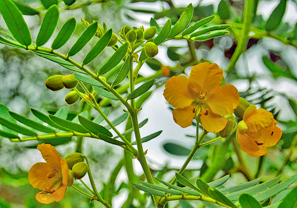 Yellow Senna multiglandulosa flowers and green flower buds