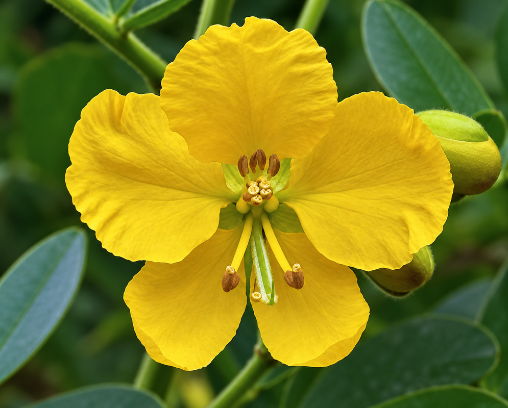 A yellow Senna multiglandulosa flower with a green style and brown anthers