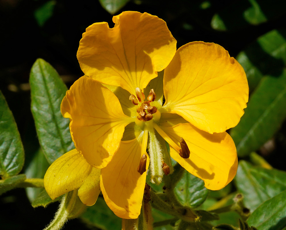 Close-up of a vibrant yellow Senna multiglandulosa flower with five broad petals and a cluster of brown-tipped stamens in the center, surrounded by green compound leaves