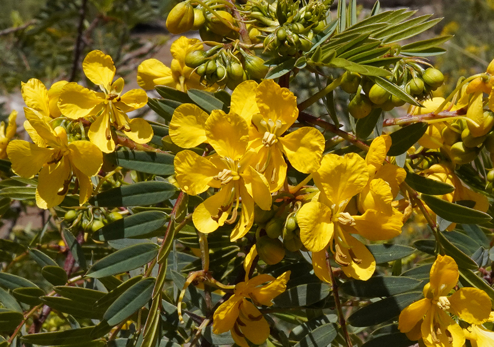 Senna multiglandulosa yellow flowers in sunlight