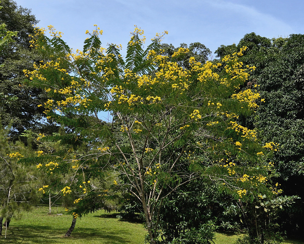 Senna multijuga tree crown covered with branched clusters of yellow flowers and pinnate leaves