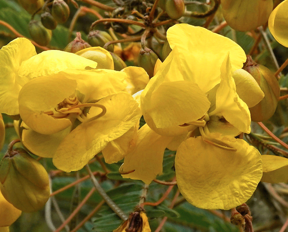 Senna mutisiana two flowers