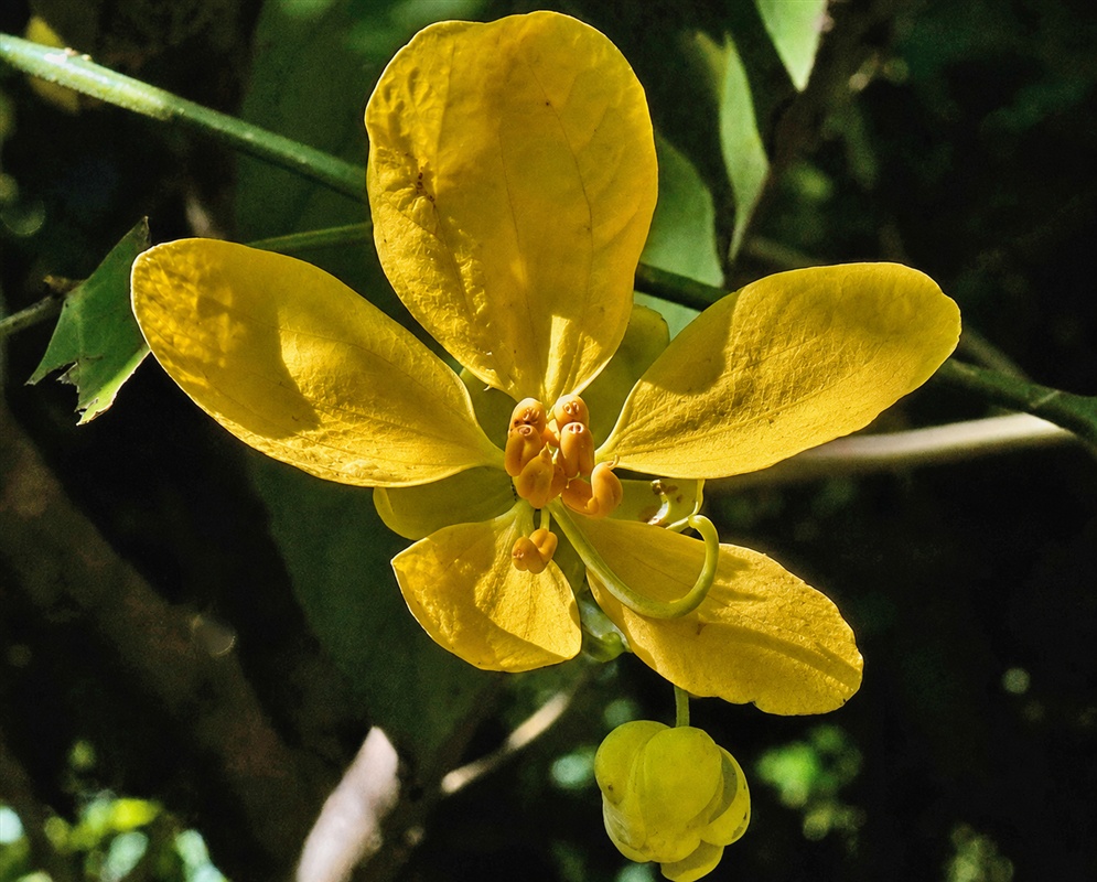 Senna nitida bright yellow five-petaled flower with curved stamens beside a green bud