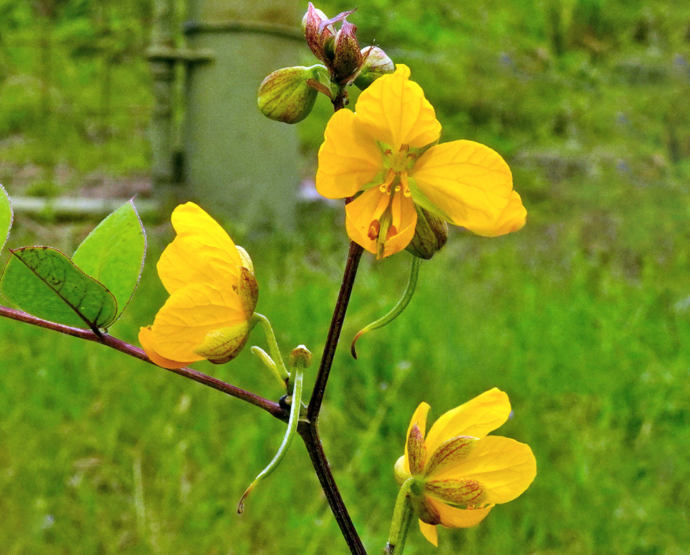 Senna occidentalis yellow flowers and buds on a reddish stem above pinnate green leaves