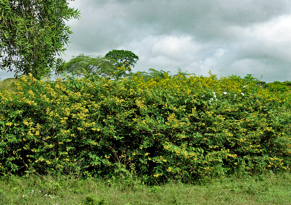 A row of Senna pallida shrubs in bloom