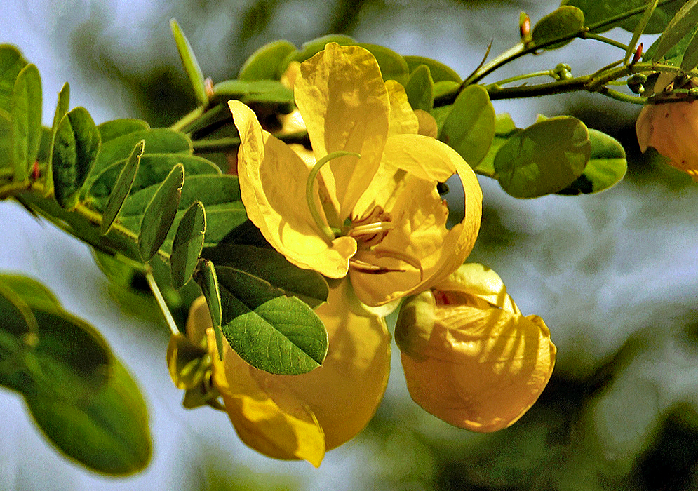 A yellow Senna pallida flower with a green style 
