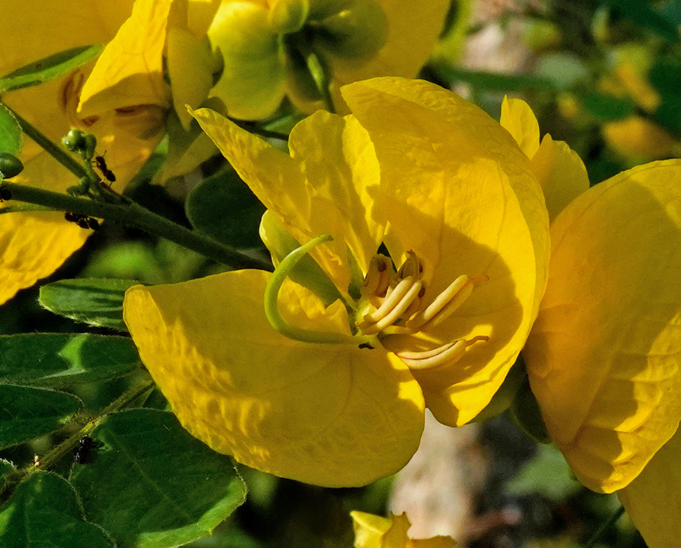 Close-up of a yellow Senna pallida flower showing its curved green style and multiple pale anthers against textured petals and dark green foliage