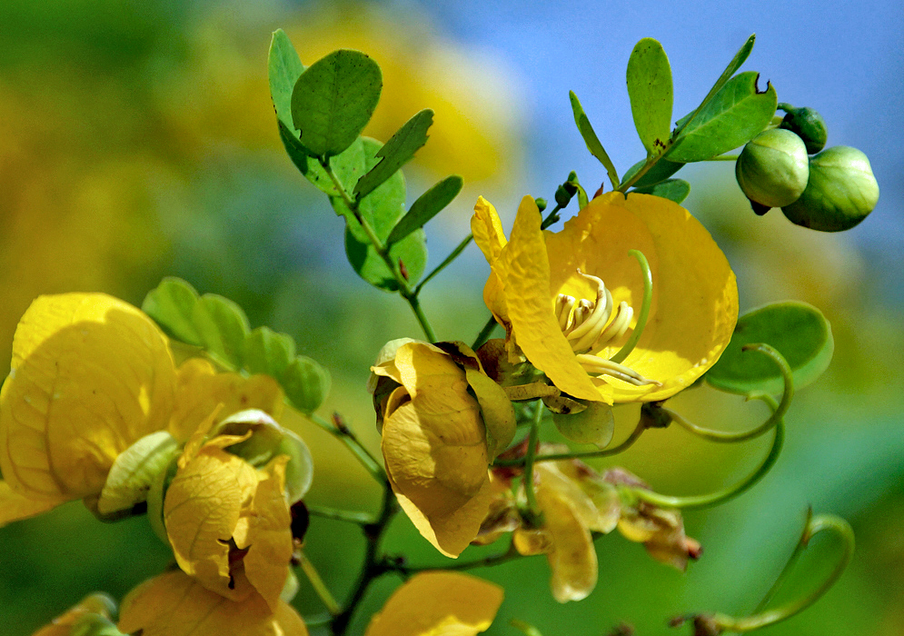 A yellow Senna pallida flower with a green style in dabbled sunlight
