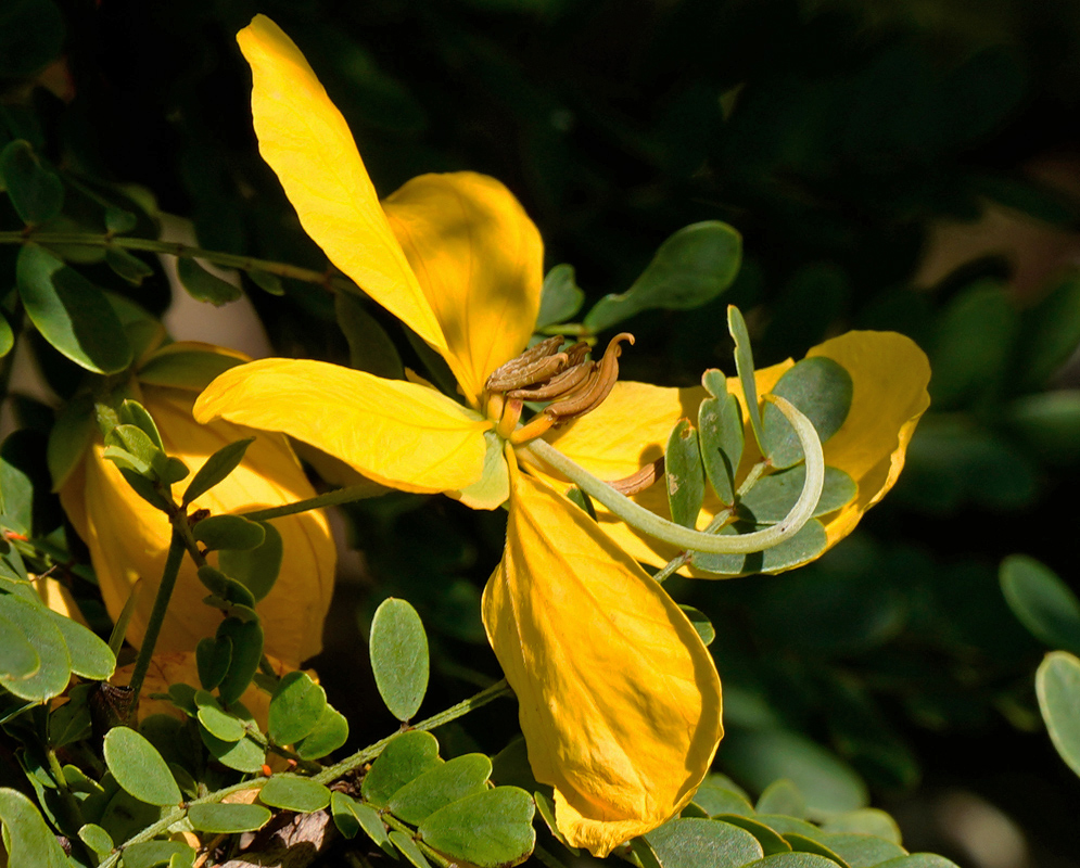 Senna polyphylla flower with elongated yellow petals and green coiled stamens, partially shaded by surrounding foliage