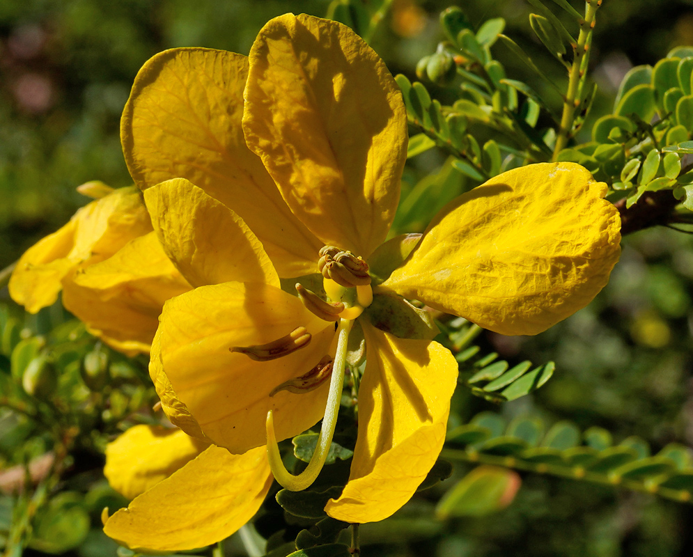 Bright yellow Senna polyphylla flower with large curved stamens emerging from glossy petals, set against pinnate foliage