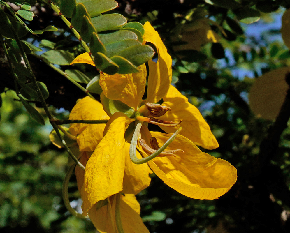 Side view of a Senna polyphylla flower highlighting its long, curved stamens and wide yellow petals amidst bright green compound leaves