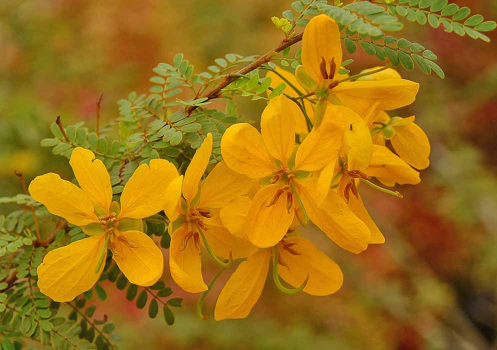 A Senna polyphylla branch with yellow flowers that have brown anthers a green styles 