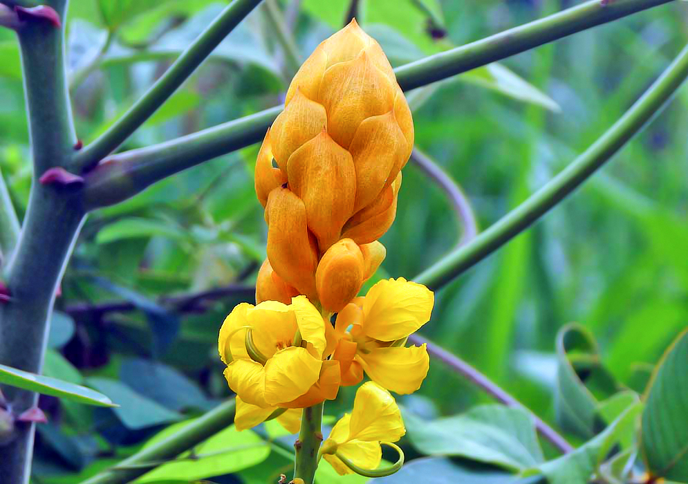 A Senna reticulata inflorescence with a yellow flower and orange bracts