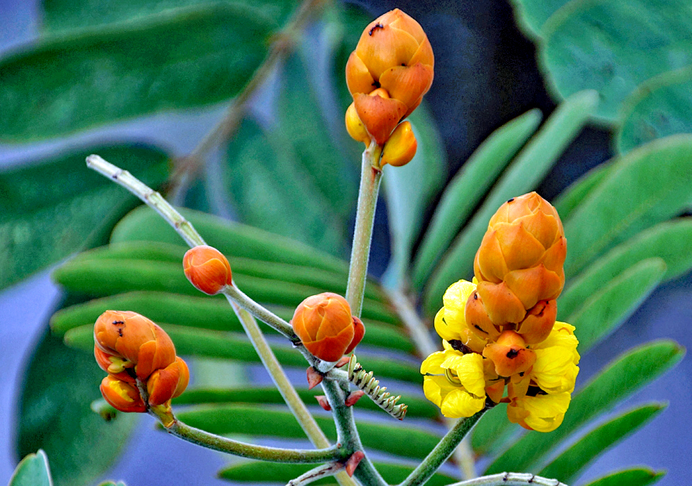 A branch with new forming orange inflorescences