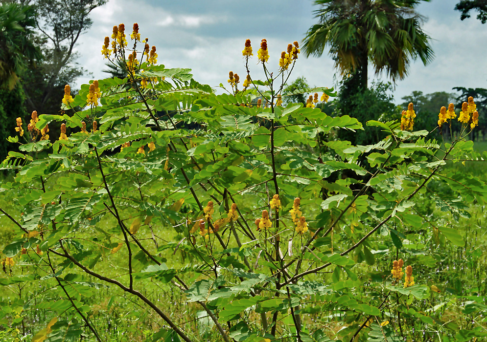 A Senna reticulata shrub in sunlight