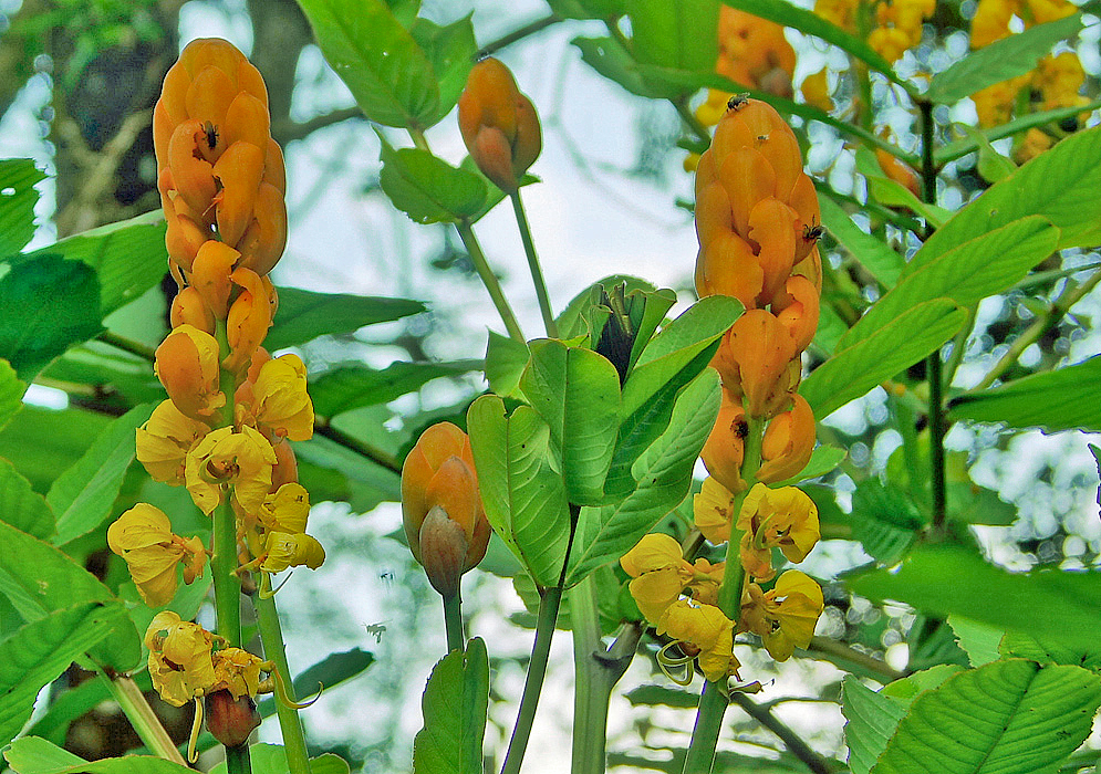 Senna reticulata inflorescences with yellow flowers and orange sepals and bracts