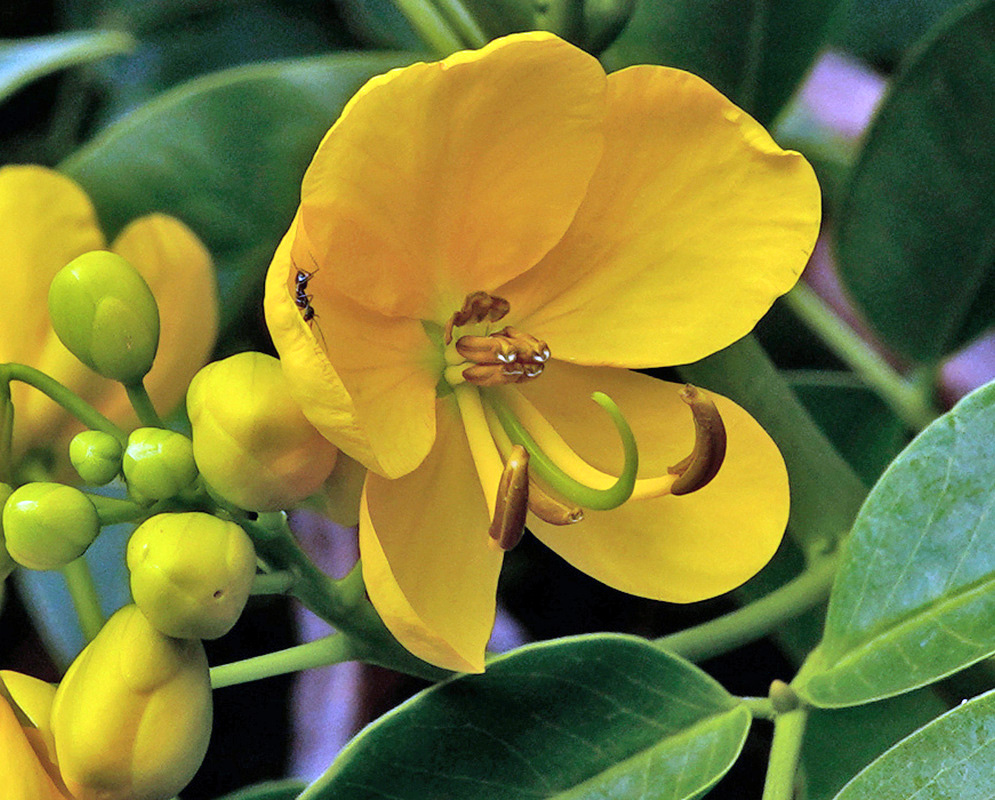 Senna septemtrionalis open yellow flower with curved stamens beside green buds and glossy leaves