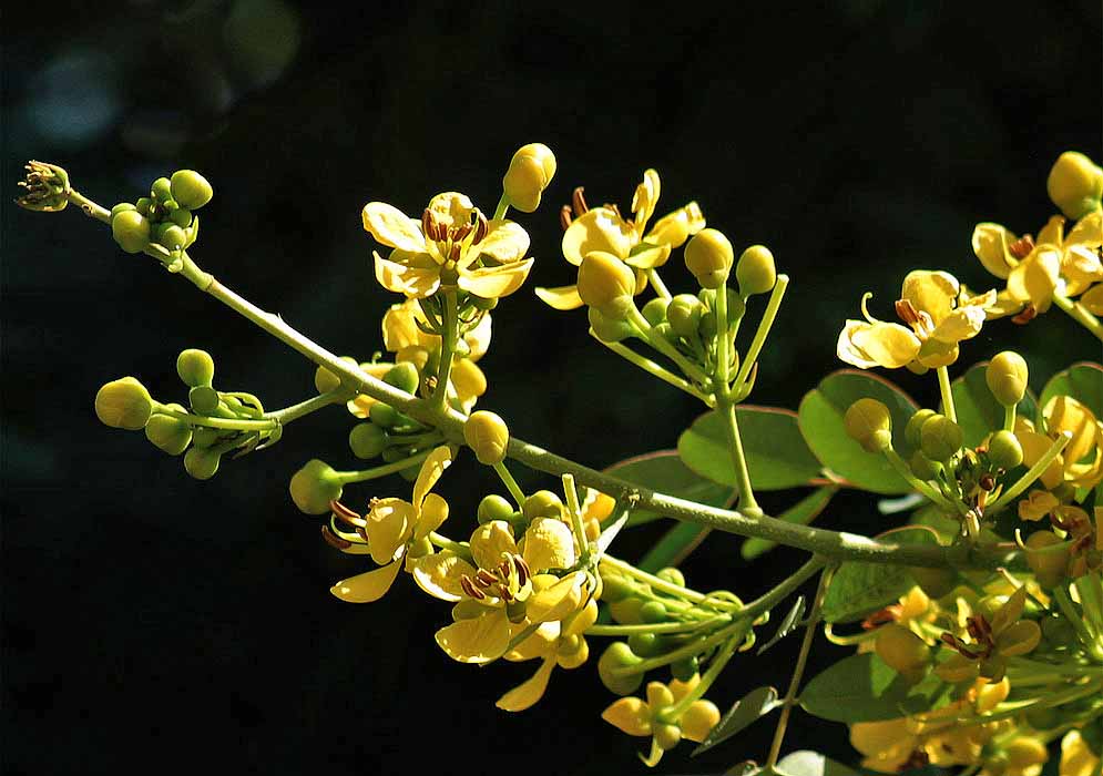 A Senna siamea inflorescence with yellow flowers 