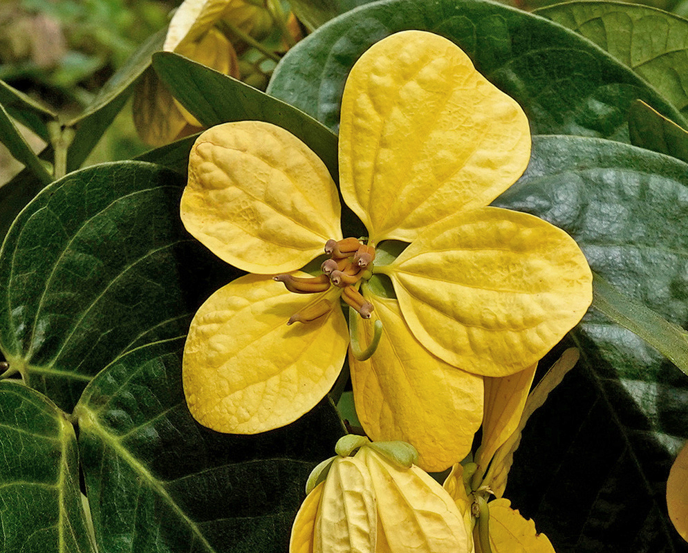 Senna spectabilis broad golden yellow flower with curved central stamens against large green leaflets