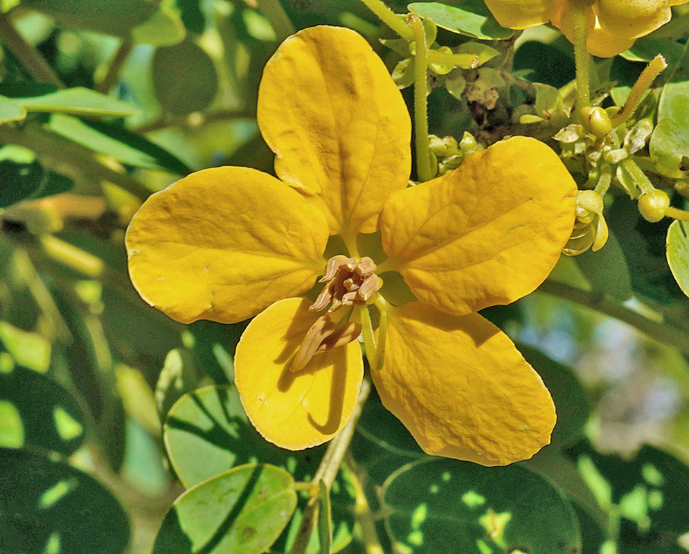 Senna surattensis golden yellow flower with curved brown stamens among pinnate green leaves