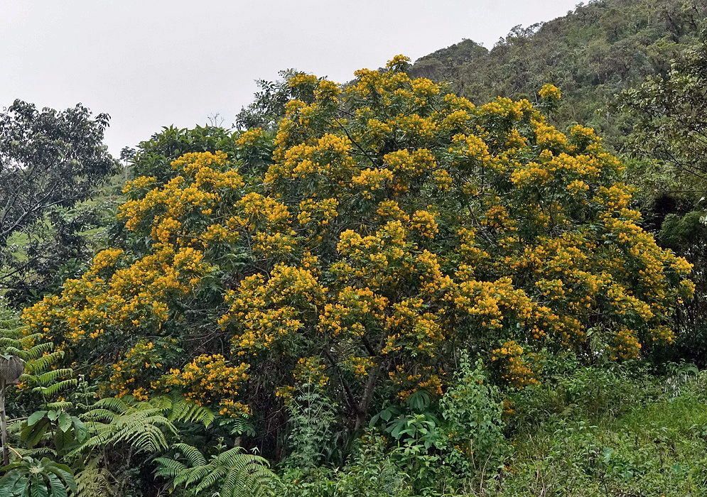 Senna versicolor tree covered with dense golden yellow flowers on an Andean slope