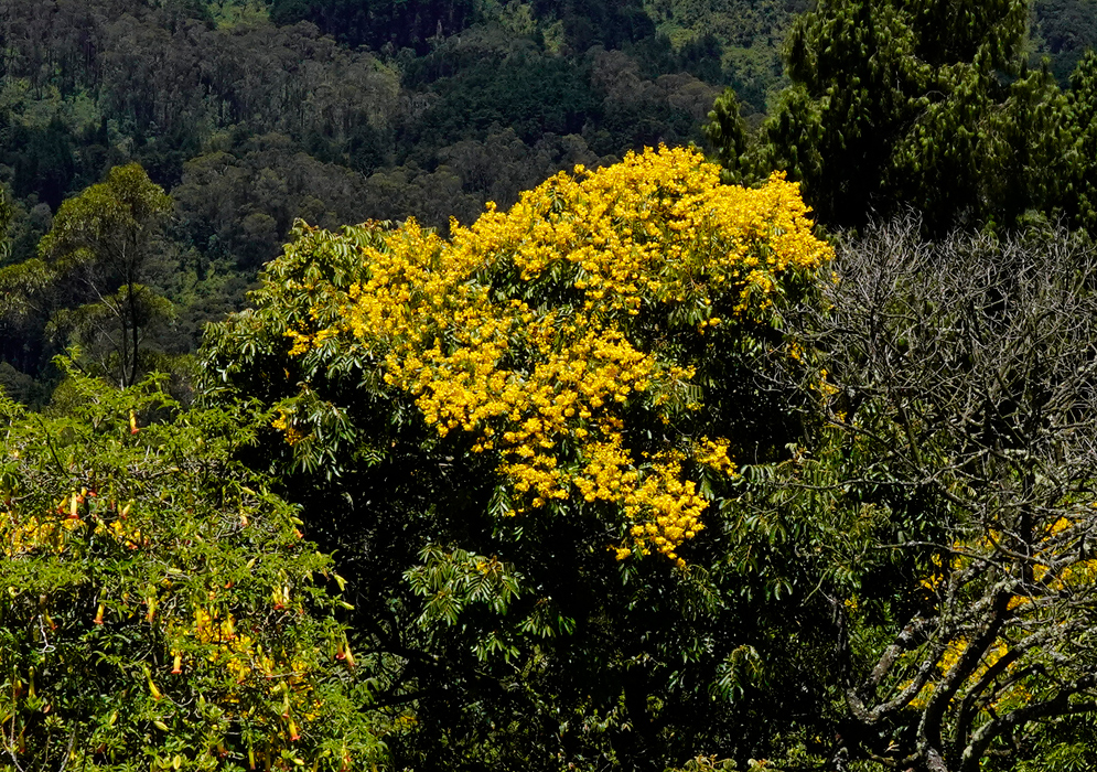 Large Senna viarum tree densely covered with yellow flowers blooming above surrounding forest vegetation