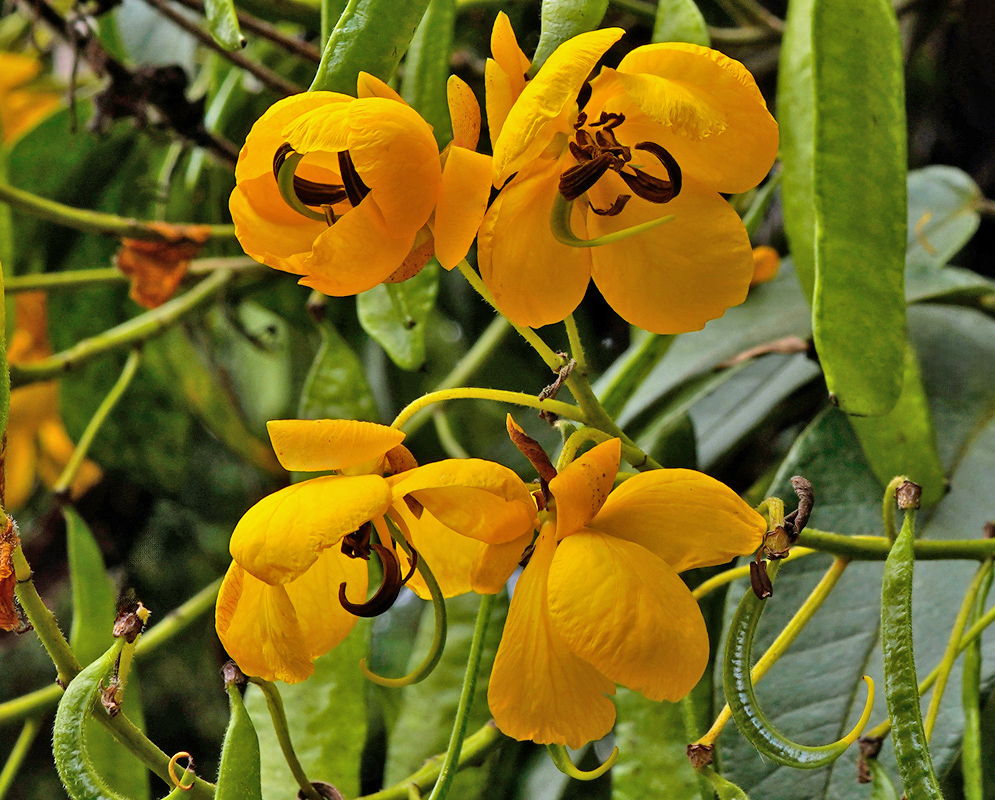 Cluster of Senna viarum flowers with bright yellow petals and curved dark brown anthers against elongated green leaves