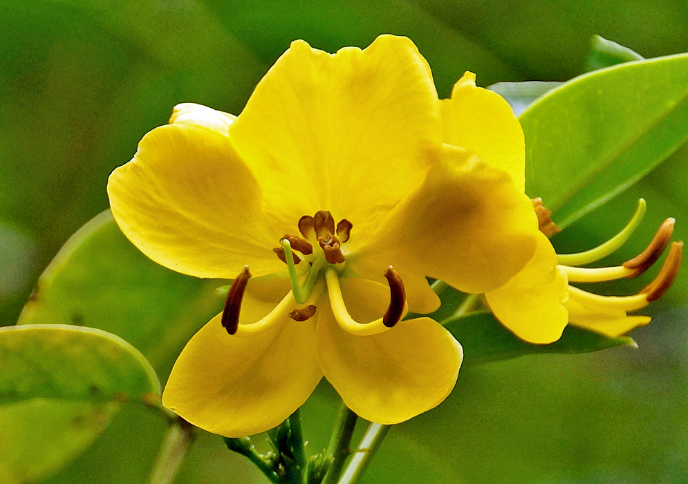 Yellow Senna corymbosa flower with a curled green style and brown anthers in sunlight