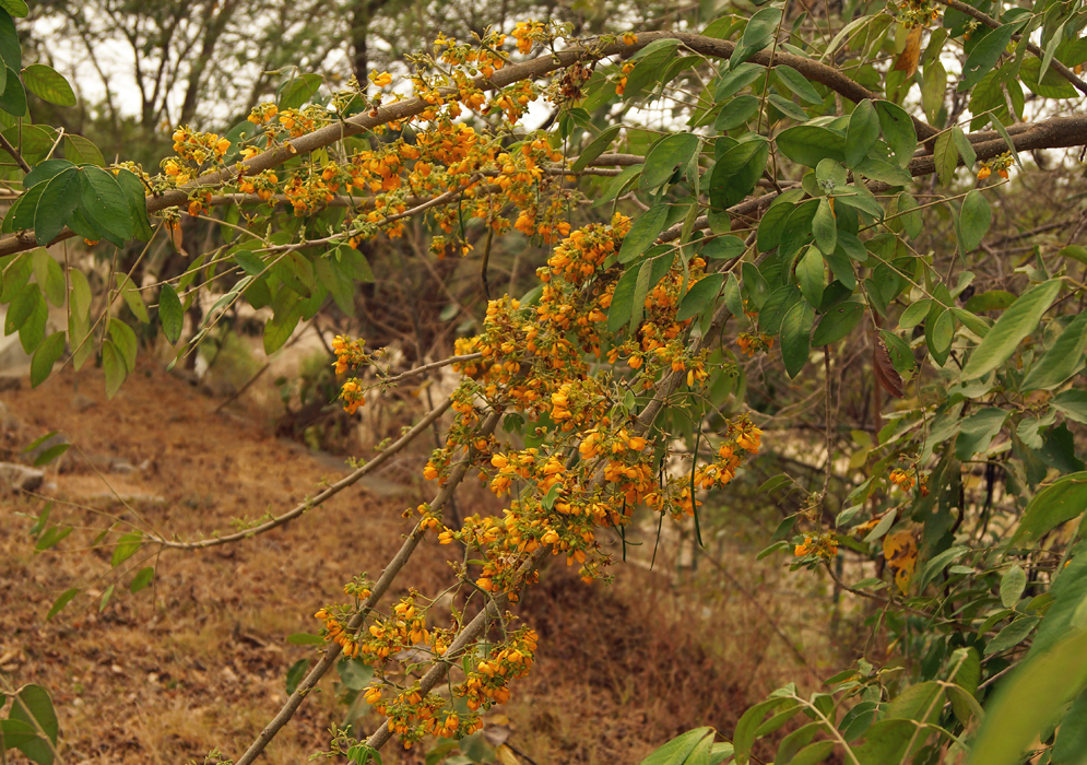 Clusters of small orange-yellow Senna flowers on a branch