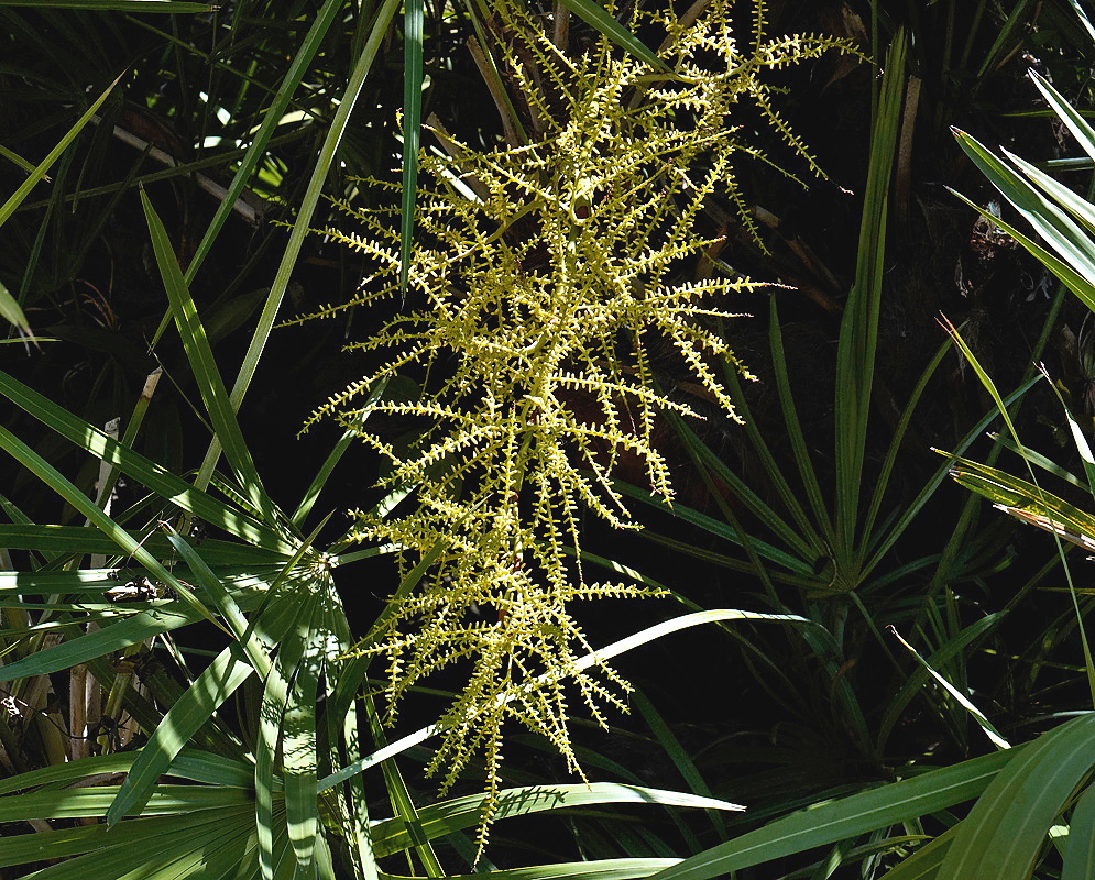 Serenoa repens branched cream flower clusters emerging among rigid fan shaped palm leaves