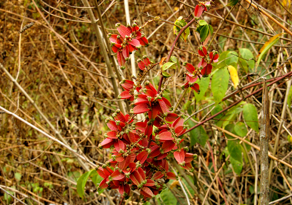 Serjania circumvallata vine with red and green fruits