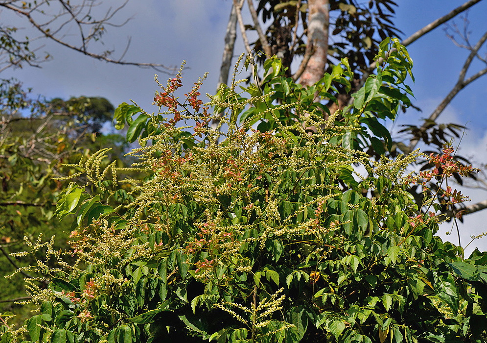 Serjania cornigera woody vine with branched pale flower clusters and compound green foliage