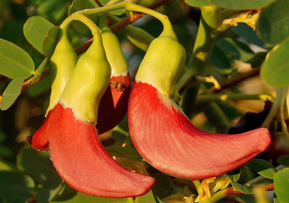 Two curved red Sesbania gradiflora flower buds