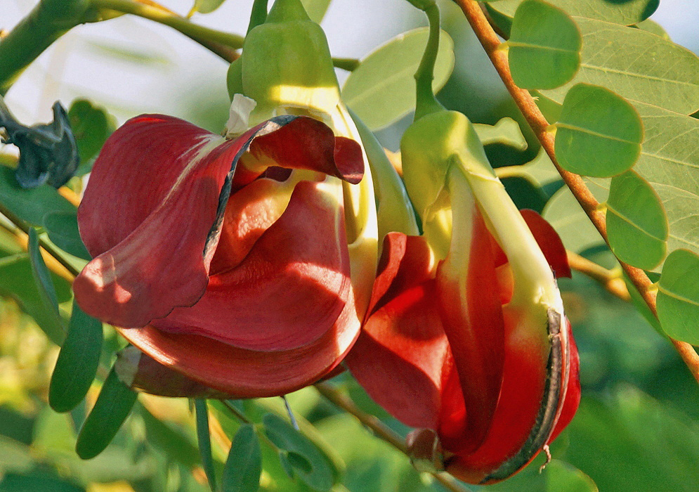 Sesbania gradiflora Flowers Two curved red Sesbania gradiflora flowers
