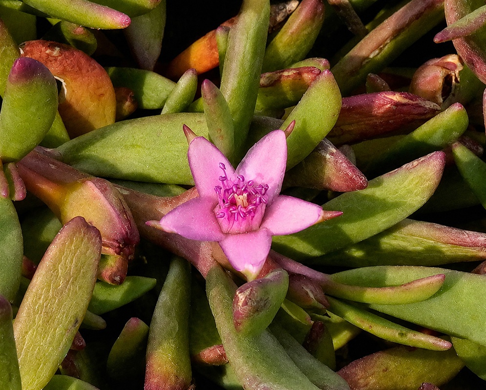 Sesuvium maritimum small pink flower opening among fleshy narrow coastal leaves