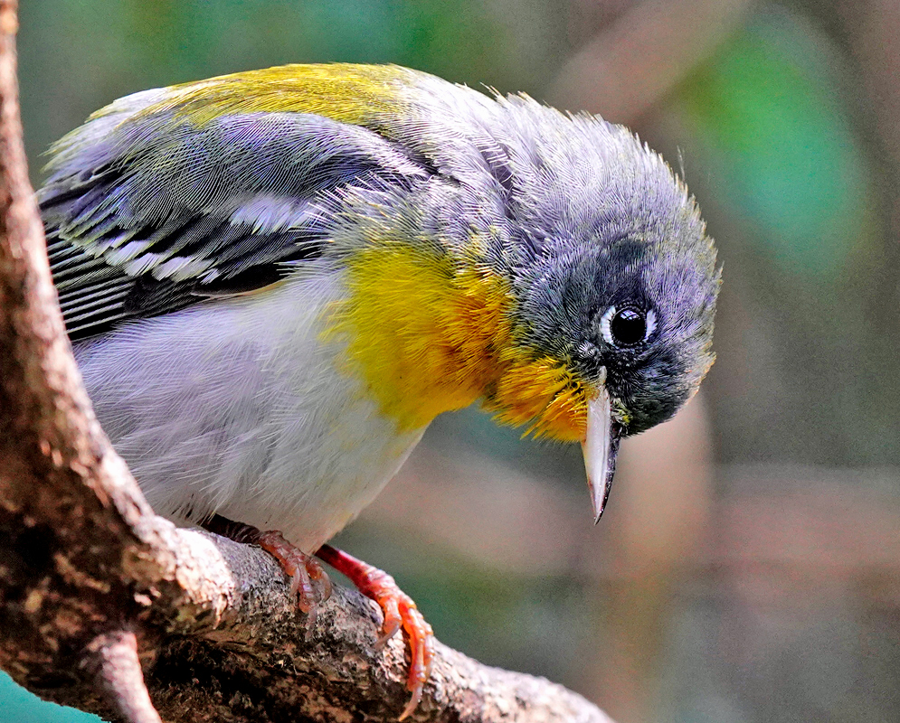 Northern Parula Setophaga americana A northern parula with a bright yellow chest, white belly, and blue-gray upperparts perched on a branch, head tilted downward as if examining something below