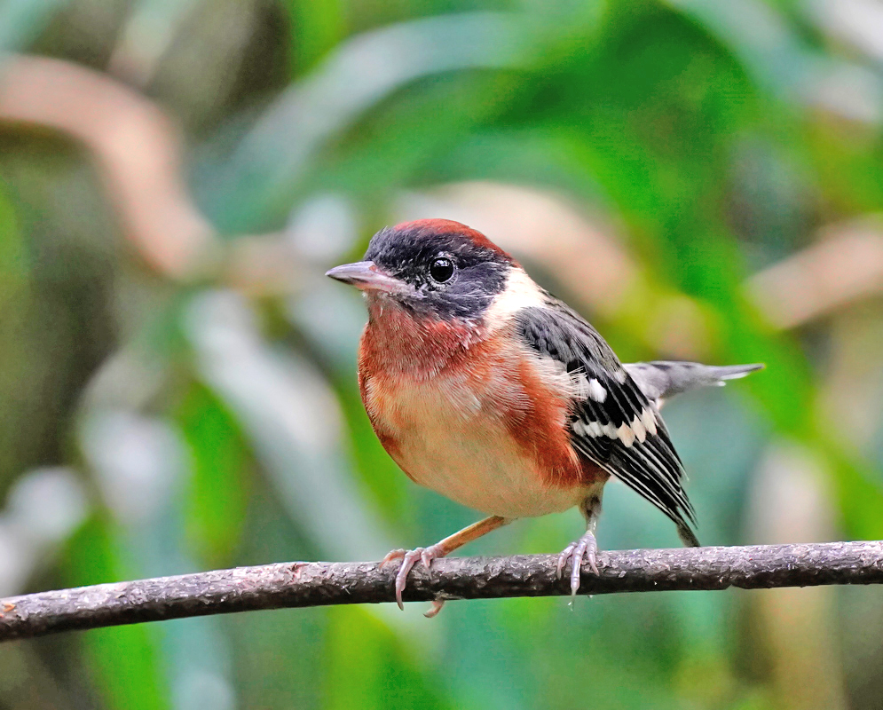 Bay-breasted Warbler Side view of a Setophaga castanea with vivid red-orange flanks, black upperparts, and sharp white markings across the wings and neck
