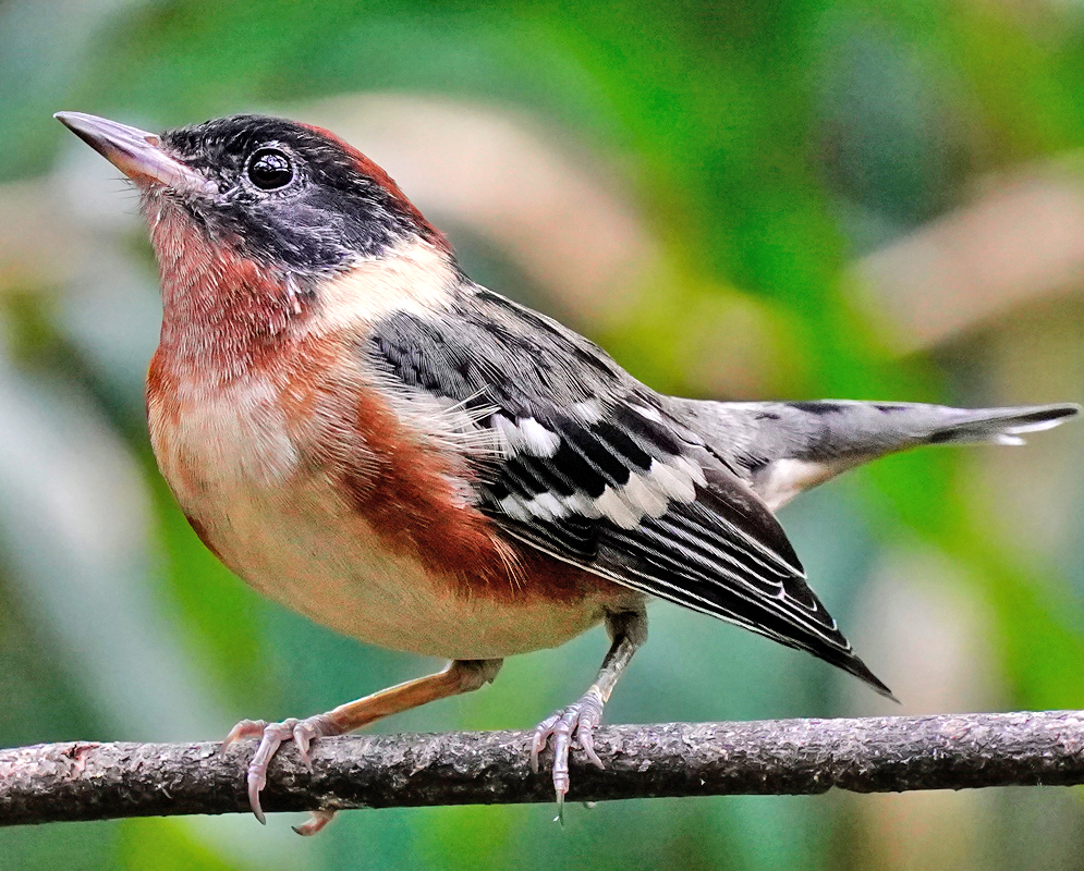 Setophaga Castanea Setophaga castanea perched on a branch, showing a black head, reddish-orange throat and chest, and contrasting white wing bars