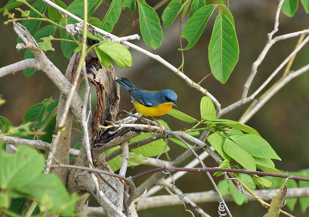 Yellow-chested and a night-blue colored back and rump Tropical Parula