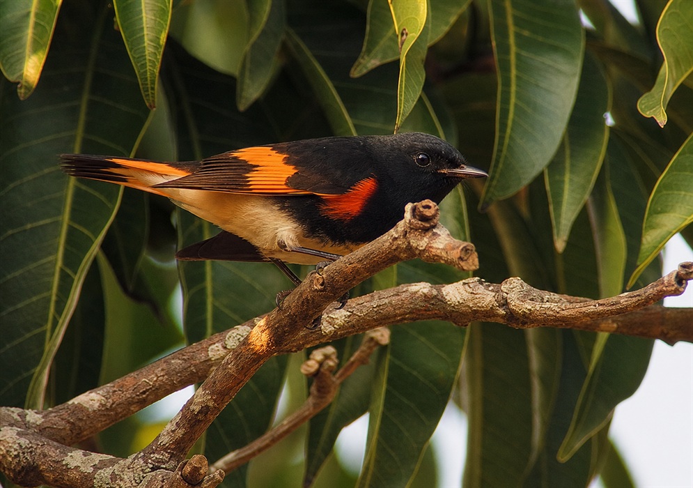 American redstart, Setophaga ruticilla, perched among branches in Colombia