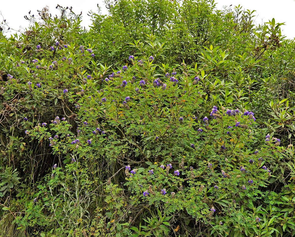 A sprawling shrub of Dalea coerulea covered in small, clustered blue-purple flowers, growing among dense green vegetation in a natural highland habitat
