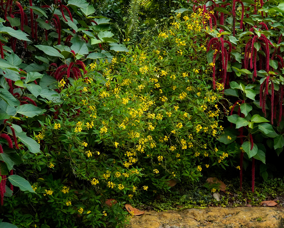 Shrub Galphimia gracilis Dense flowering shrub of Galphimia gracilis filled with clusters of yellow blossoms, bordered by red and green ornamental plants