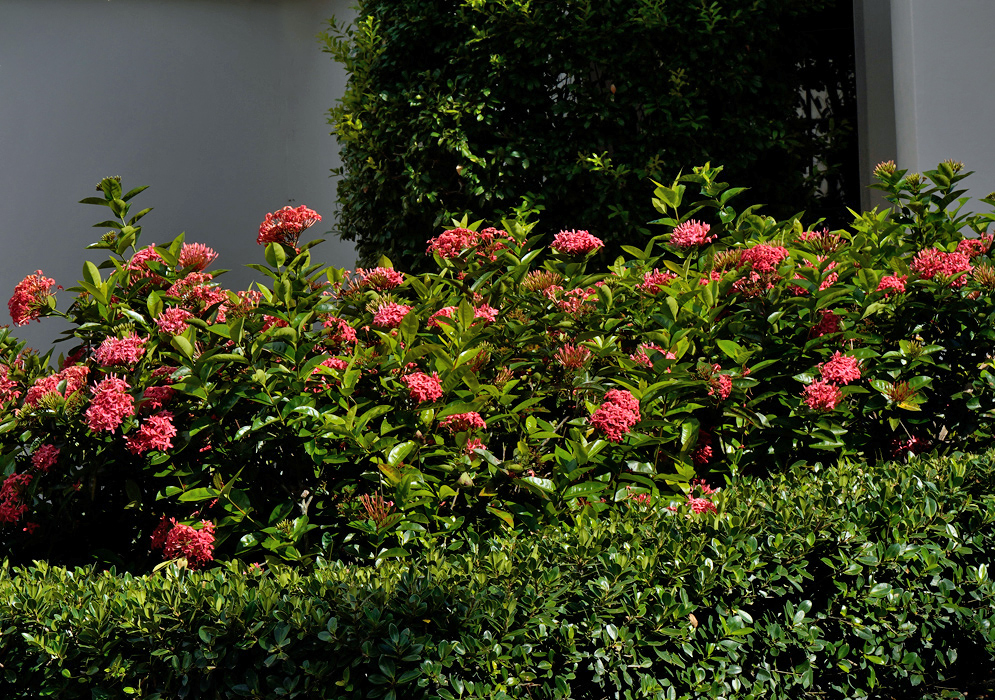 Dense ornamental shrub of Ixora coccinea with clusters of reddish-pink flowers blooming above glossy dark green foliage beside a building