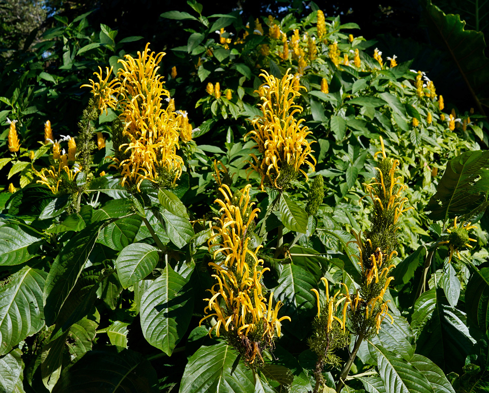 Justicia aurea Shrub Dense flowering shrub of Justicia aurea with numerous bright yellow upright flower spikes among lush green leaves