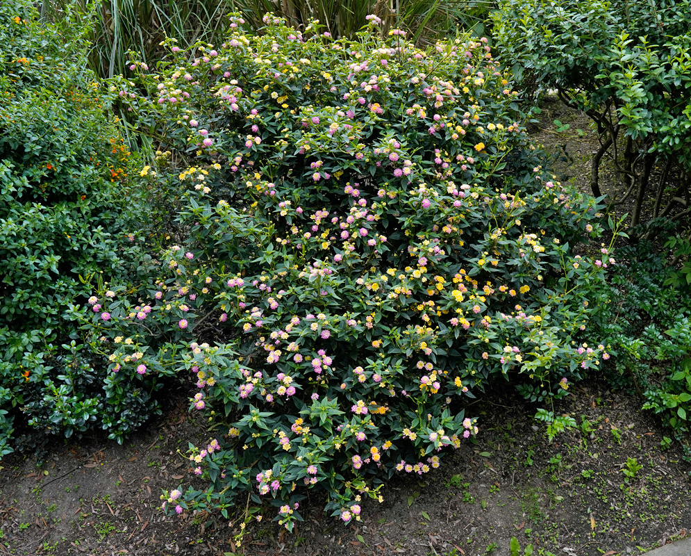 Lantana camara Flowering Shrub Dense Lantana camara shrub covered with clusters of small yellow, pink, and orange flowers, growing in a well-maintained tropical garden bed