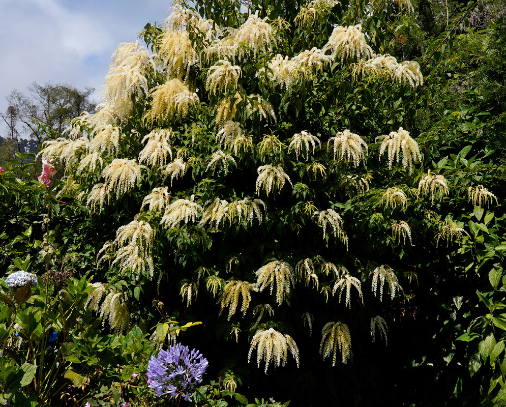 A large flowering shrub of Ledenbergia seguierioides densely covered with cascading pale cream flower spikes, standing among lush garden vegetation