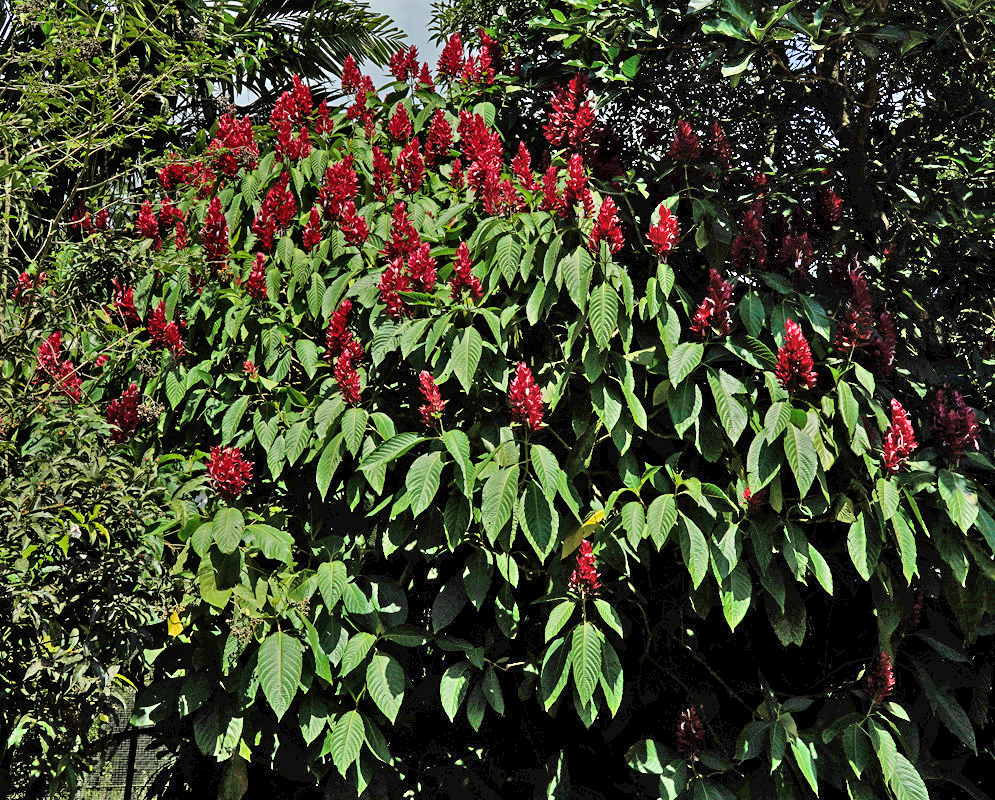 Megaskepasma erythrochlamys Shrub A tall dense shrub of Megaskepasma erythrochlamys in full bloom, covered with upright clusters of red bracts and lush green foliage in a tropical garden
