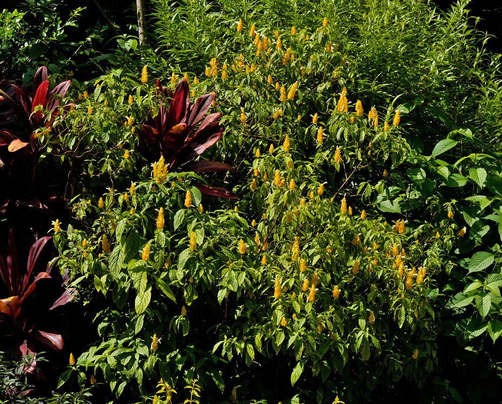 Flowering Shrub of Pachystachys lutea Large garden shrub of Pachystachys lutea in full bloom with bright yellow bracts and white tubular flowers extending over dark green foliage